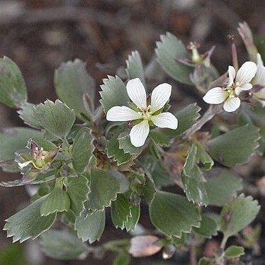 Geranium cuneatum subsp. hololeucum unspecified picture