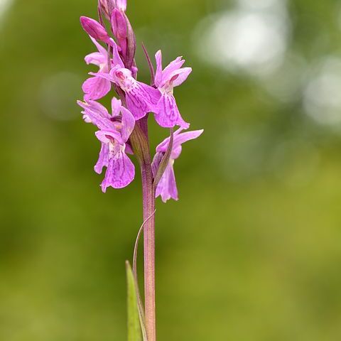 Dactylorhiza russowii unspecified picture