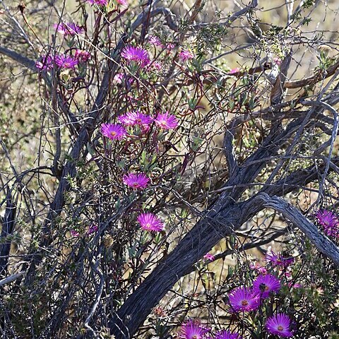 Lampranthus globosus unspecified picture