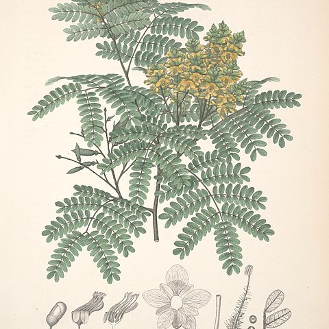 Caesalpinia ebano unspecified picture