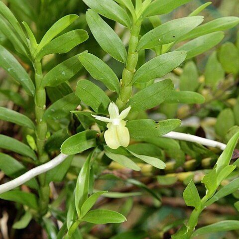 Dendrobium connatum unspecified picture