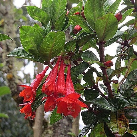 Fuchsia vulcanica unspecified picture