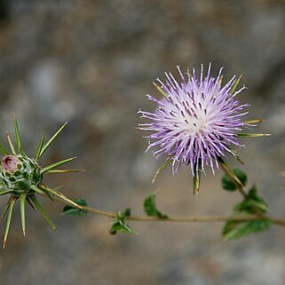 Cousinia stellaris unspecified picture