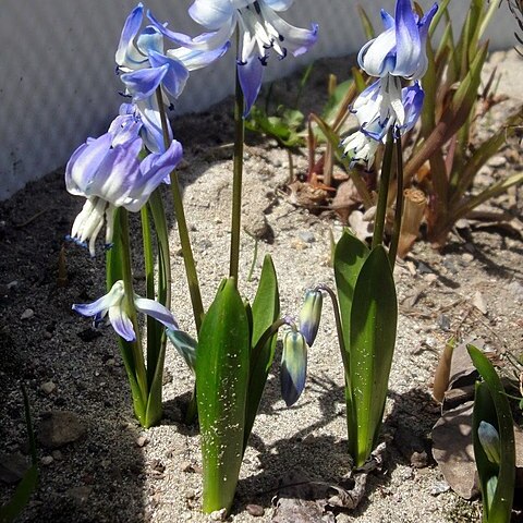 Scilla rosenii unspecified picture