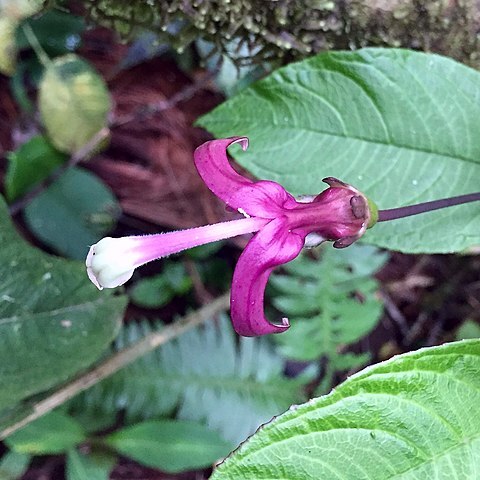 Burmeistera cyclostigmata unspecified picture