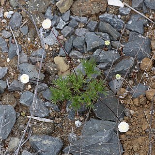 Cotula nudicaulis unspecified picture