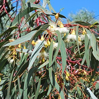 Eucalyptus porosa unspecified picture