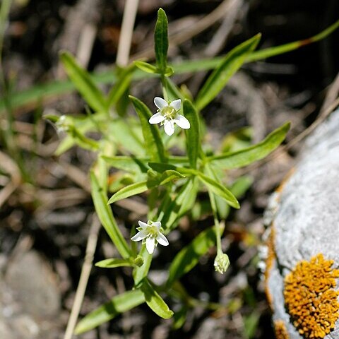 Moehringia umbrosa unspecified picture