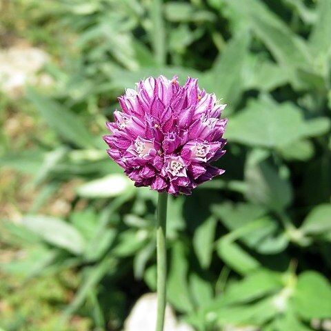 Allium nathaliae unspecified picture