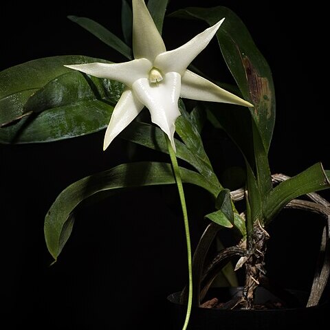 Angraecum unspecified picture