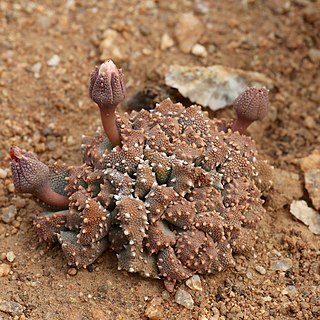 Aloinopsis luckhoffii unspecified picture