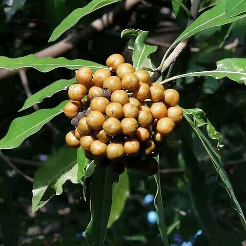 Pittosporum pentandrum unspecified picture