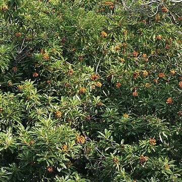 Pittosporum pentandrum unspecified picture