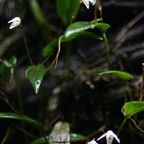 Pleurothallis eumecocaulon unspecified picture