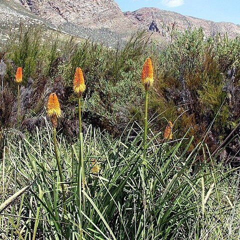 Kniphofia unspecified picture