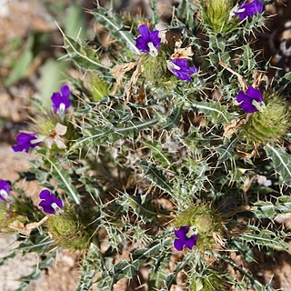 Acanthopsis disperma unspecified picture