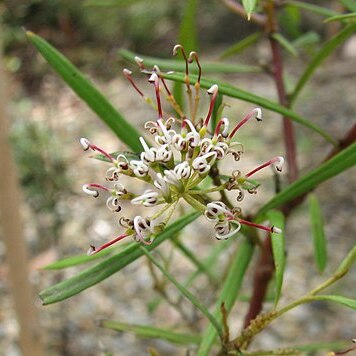 Grevillea diversifolia unspecified picture