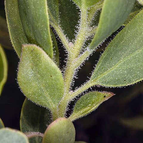 Arctostaphylos klamathensis unspecified picture