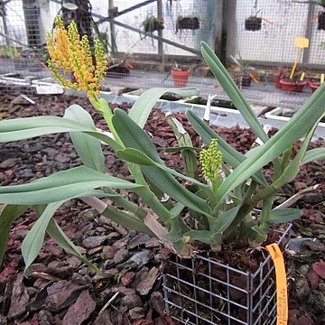 Polystachya paniculata unspecified picture