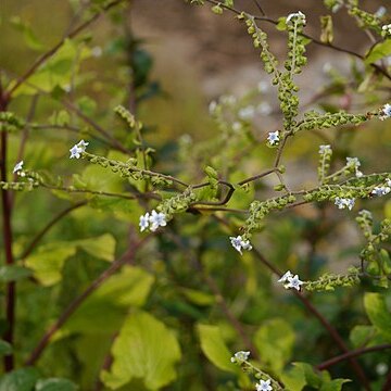 Adelocaryum coelestinum unspecified picture