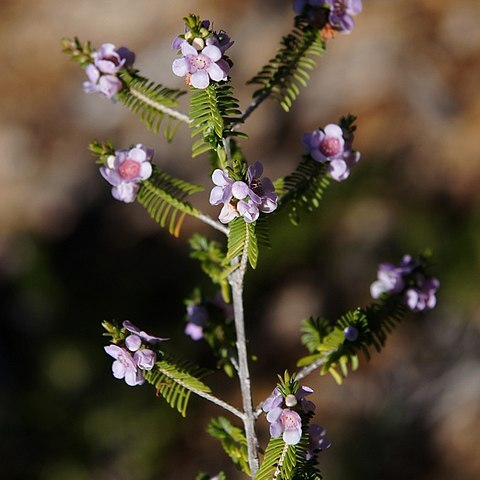 Thryptomene stenophylla unspecified picture