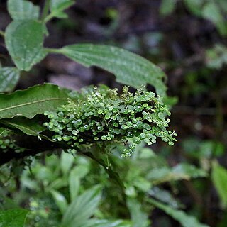 Peperomia emarginella unspecified picture