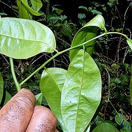 Poecilanthe falcata unspecified picture