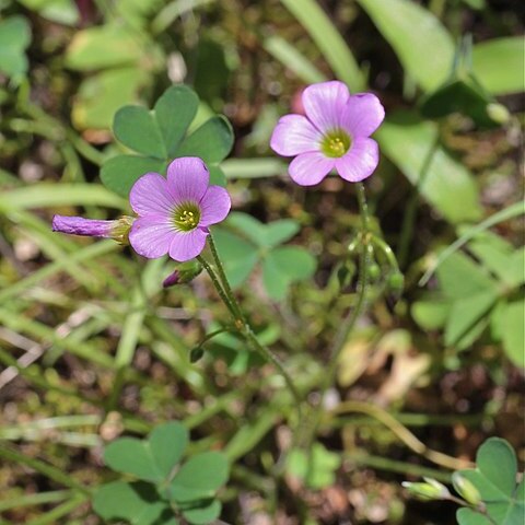 Oxalis jacquiniana unspecified picture