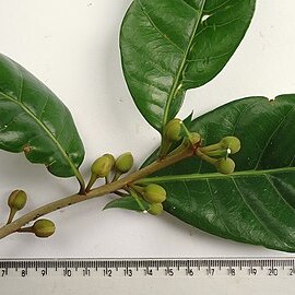 Pouteria grandiflora unspecified picture