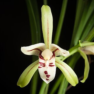 Cymbidium lancifolium unspecified picture