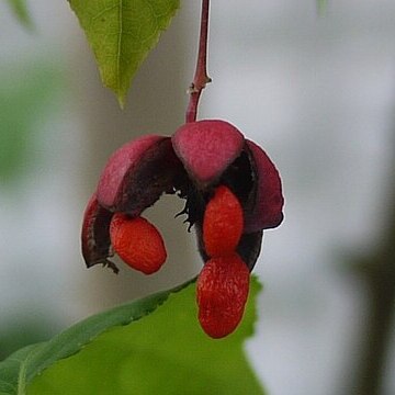 Euonymus oxyphyllus unspecified picture