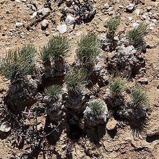 Gethyllis namaquensis unspecified picture