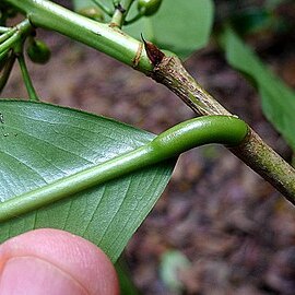 Ouratea gigantophylla unspecified picture