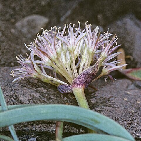 Allium anceps unspecified picture