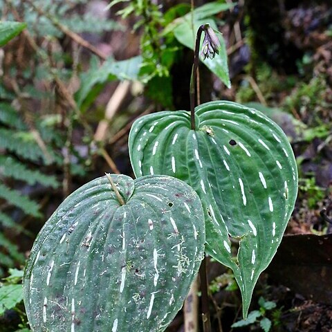 Monophyllorchis unspecified picture