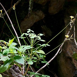 Oxalis peduncularis unspecified picture