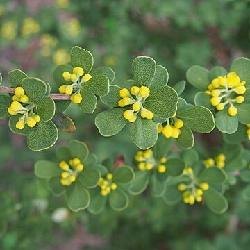 Berberis arido-calida unspecified picture