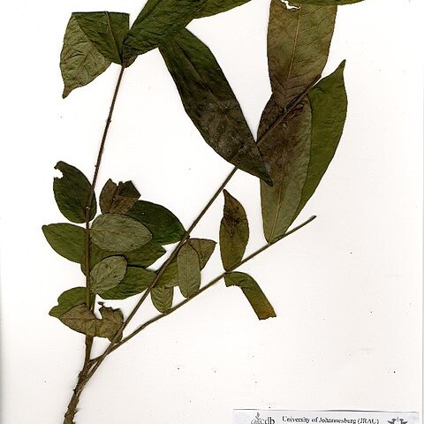 Leplaea cedrata unspecified picture