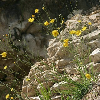 Hieracium porrifolium unspecified picture