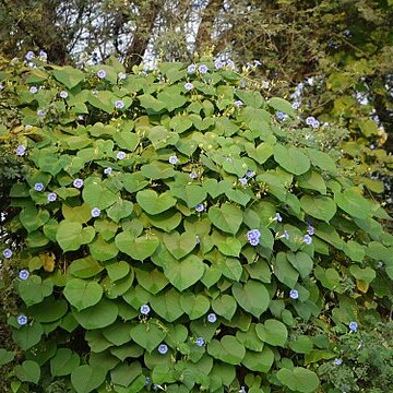 Ipomoea parasitica unspecified picture