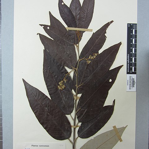 Alphitonia zizyphoides unspecified picture