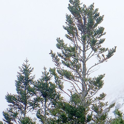 Abies vejarii unspecified picture