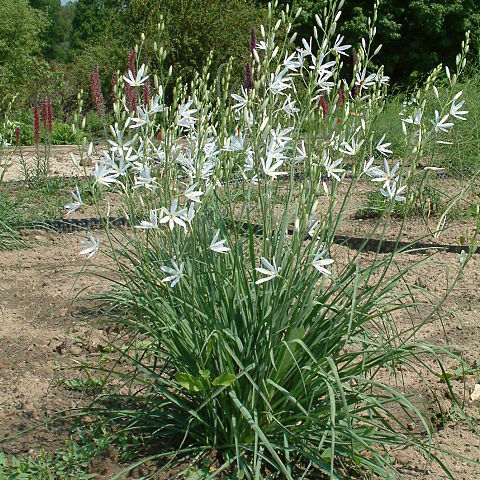 Anthericum unspecified picture