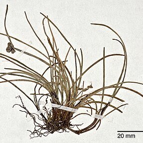 Isolepis praetextata unspecified picture