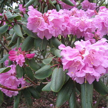 Rhododendron oreodoxa unspecified picture