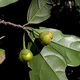 Quararibea penduliflora unspecified picture