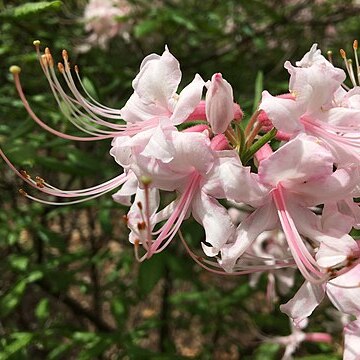 Rhododendron alabamense unspecified picture