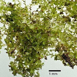 Clasmatocolea vermicularis unspecified picture