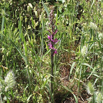 Limodorum abortivum var. rubrum unspecified picture