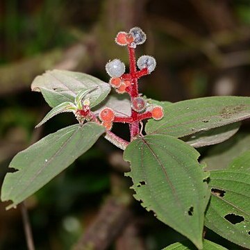 Miconia ceramicarpa unspecified picture